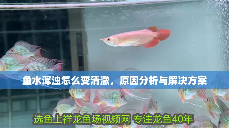 魚水渾濁怎么變清澈，原因分析與解決方案