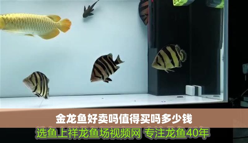 金龍魚好賣嗎值得買嗎多少錢 金龍魚好賣嗎值得買嗎多少錢 龍魚百科 第6張
