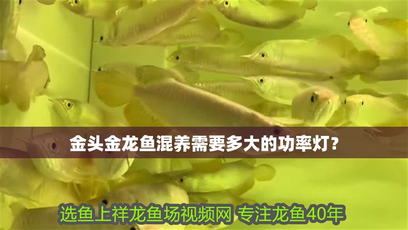 給大魚缸換水的作文:體驗(yàn)給大魚缸換水的樂(lè)趣:體驗(yàn)給大魚缸換水:給大魚缸換水的作文 金頭金龍魚混養(yǎng)需要多大的功率燈? 水族問(wèn)答 金頭金龍魚混養(yǎng)需要多大的功率燈? 金頭金龍魚混養(yǎng)需要多大的功率燈? 水族問(wèn)答