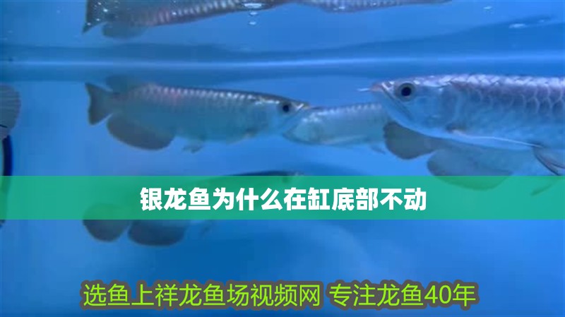 銀龍魚為什么在缸底部不動