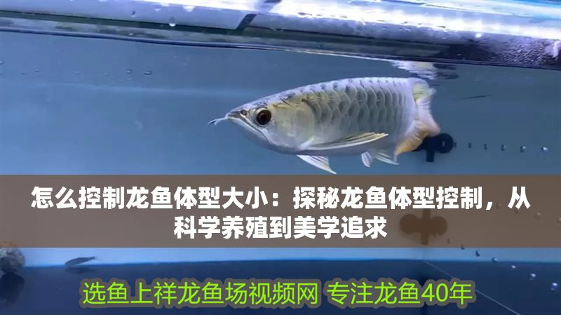 怎么控制龍魚體型大?。禾矫佚堲~體型控制，從科學養殖到美學追求
