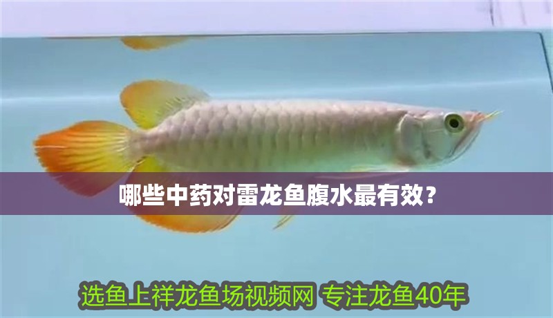 哪些中藥對雷龍魚腹水最有效？
