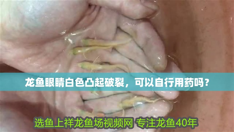 龍魚眼睛白色凸起破裂，可以自行用藥嗎？