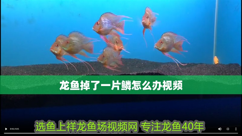 龍魚(yú)掉了一片鱗怎么辦視頻