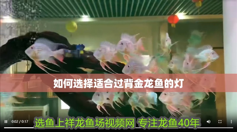 如何選擇適合過(guò)背金龍魚(yú)的燈
