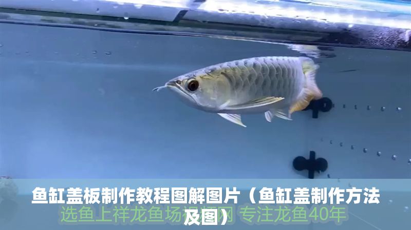 魚缸蓋板制作教程圖解圖片（魚缸蓋制作方法及圖） 魚缸蓋板制作教程圖解圖片（魚缸蓋制作方法及圖） 龍魚百科 第1張