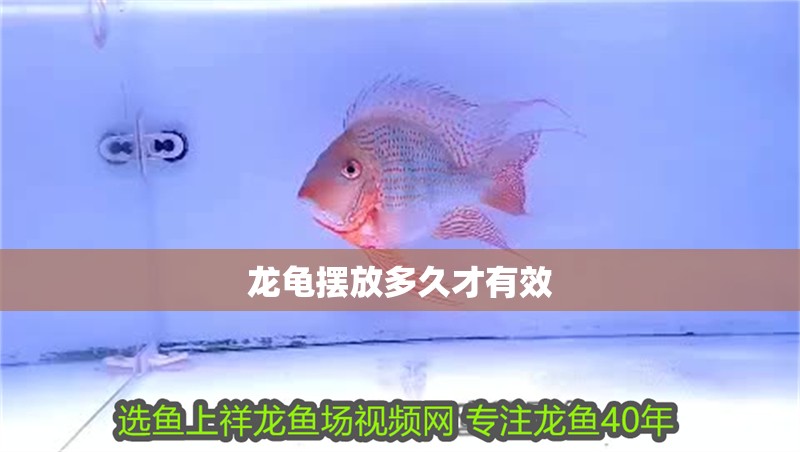 龍龜擺放多久才有效