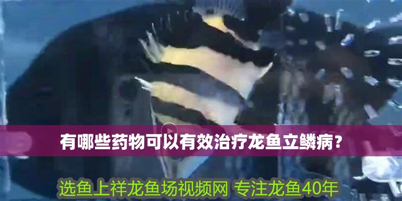 有哪些藥物可以有效治療龍魚立鱗病？