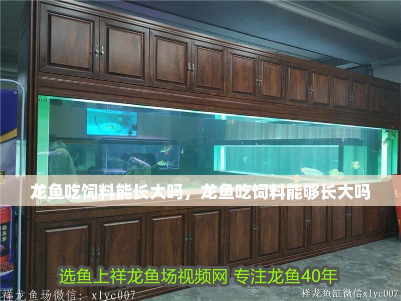 龍魚吃飼料能長大嗎，龍魚吃飼料能夠長大嗎