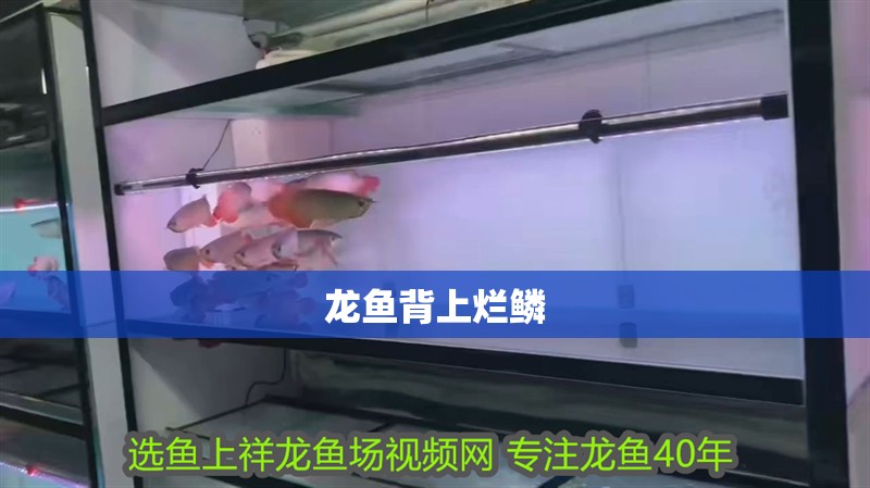 龍魚背上爛鱗 龍魚背上爛鱗 龍魚百科