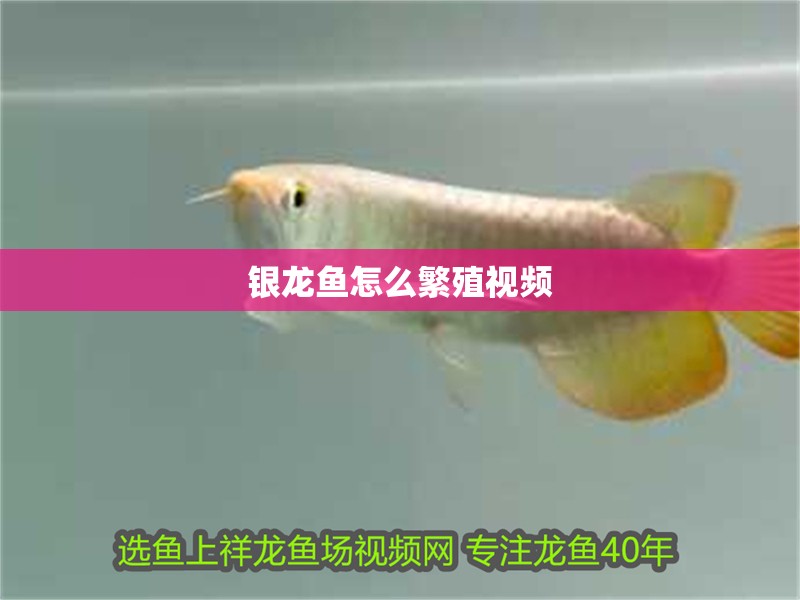 銀龍魚怎么繁殖視頻