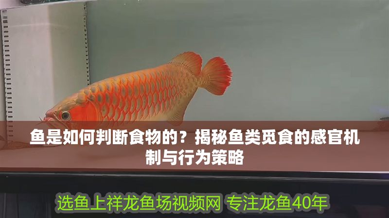 魚是如何判斷食物的？揭秘魚類覓食的感官機制與行為策略