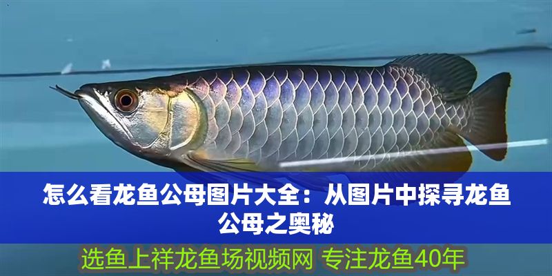 怎么看龍魚公母圖片大全：從圖片中探尋龍魚公母之奧秘