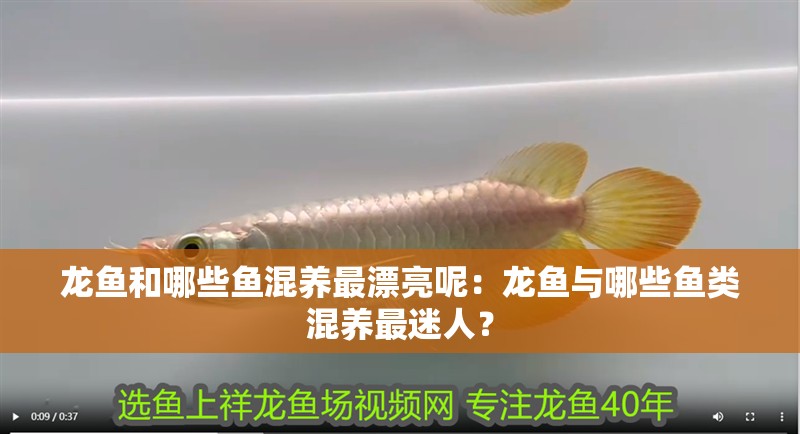龍魚和哪些魚混養最漂亮呢：龍魚與哪些魚類混養最迷人？