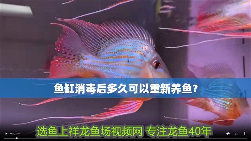 魚缸消毒后多久可以重新養(yǎng)魚？