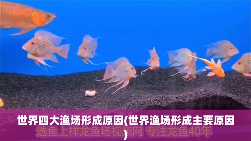 世界四大漁場形成原因(世界漁場形成主要原因)