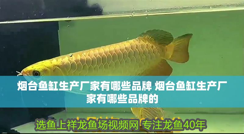 煙臺魚缸生產(chǎn)廠家有哪些品牌 煙臺魚缸生產(chǎn)廠家有哪些品牌的
