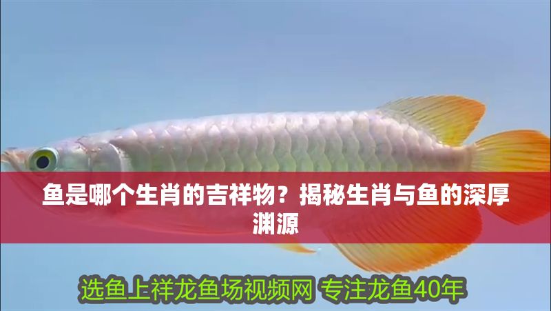 魚是哪個生肖的吉祥物？揭秘生肖與魚的深厚淵源 魚是哪個生肖的吉祥物？揭秘生肖與魚的深厚淵源 龍魚百科 第1張