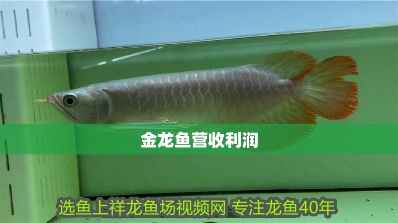 給大魚缸換水的作文:體驗(yàn)給大魚缸換水的樂趣:體驗(yàn)給大魚缸換水:給大魚缸換水的作文 金龍魚營收利潤 龍魚百科 金龍魚營收利潤 金龍魚營收利潤 龍魚百科