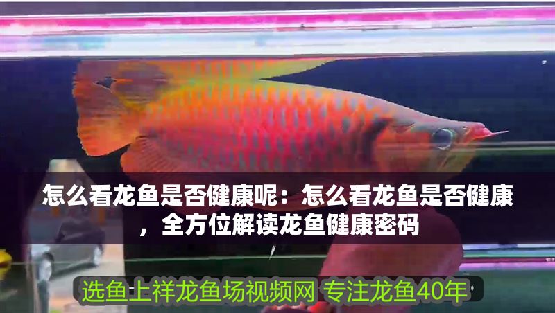 怎么看龍魚是否健康呢：怎么看龍魚是否健康，全方位解讀龍魚健康密碼