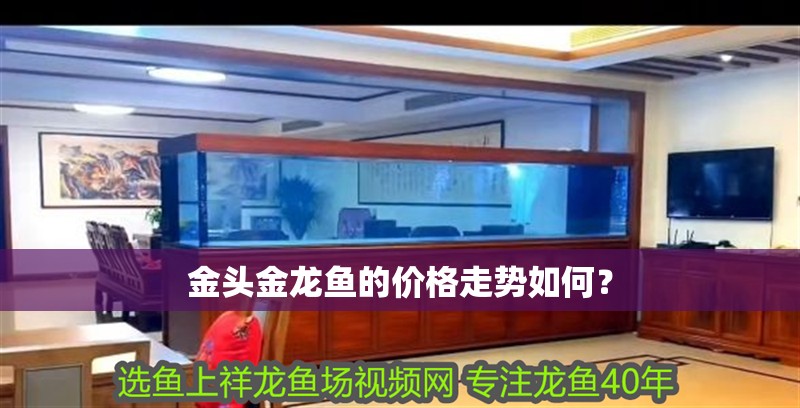 金頭金龍魚(yú)的價(jià)格走勢(shì)如何？ 金頭金龍魚(yú)的價(jià)格走勢(shì)如何？ 水族問(wèn)答