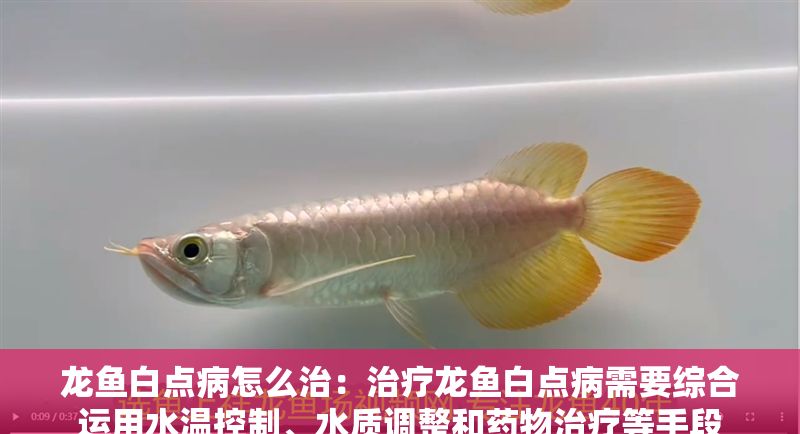 龍魚白點病怎么治：治療龍魚白點病需要綜合運用水溫控制、水質調整和藥物治療等手段