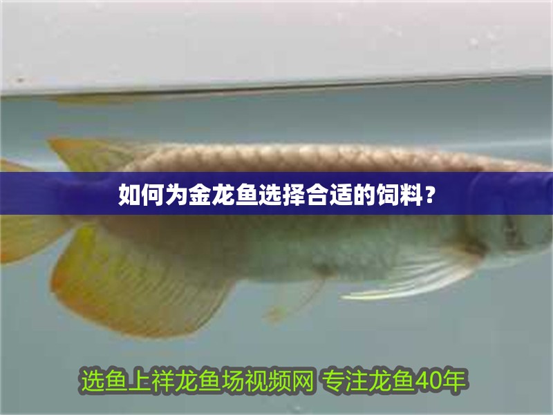 如何為金龍魚選擇合適的飼料？ 如何為金龍魚選擇合適的飼料？ 龍魚百科