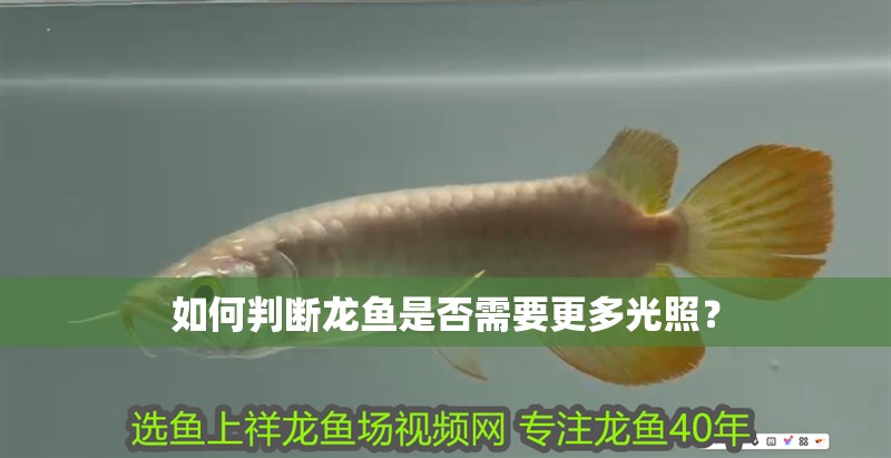 如何判斷龍魚是否需要更多光照？