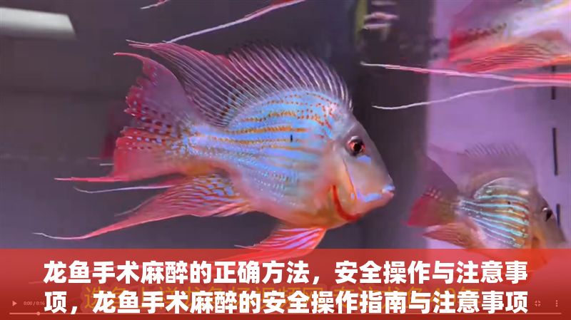 龍魚手術(shù)麻醉的正確方法，安全操作與注意事項(xiàng)，龍魚手術(shù)麻醉的安全操作指南與注意事項(xiàng)