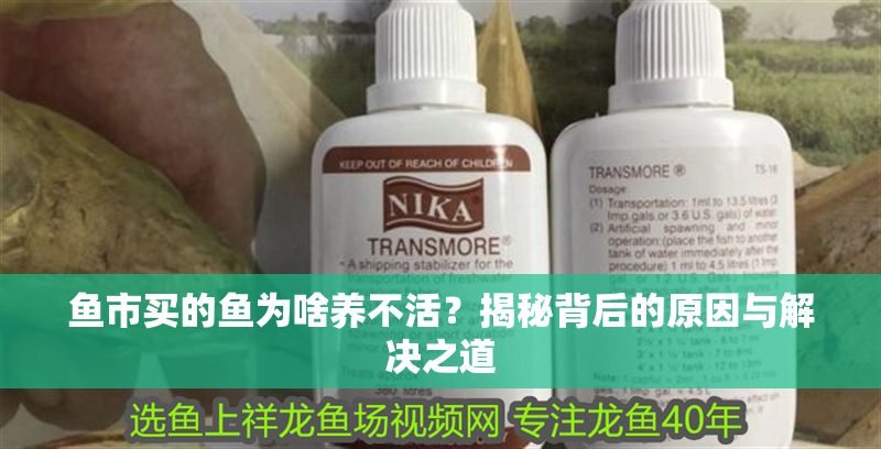 魚市買的魚為啥養不活？揭秘背后的原因與解決之道