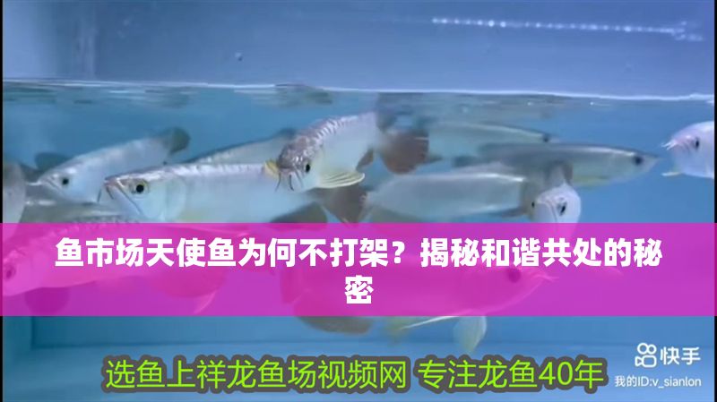 魚市場天使魚為何不打架?揭秘和諧共處的秘密 龍魚百科 第1張 魚市場天使魚為何不打架?揭秘和諧共處的秘密 魚市場天使魚為何不打架?揭秘和諧共處的秘密 龍魚百科 第1張