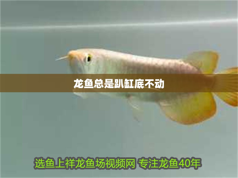 龍魚總是趴缸底不動