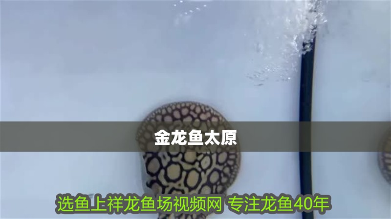 金龍魚太原