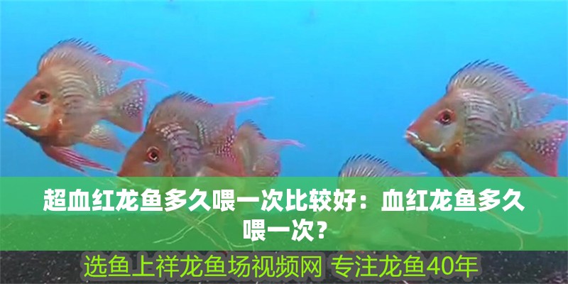 超血紅龍魚多久喂一次比較好：血紅龍魚多久喂一次？