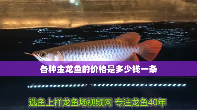 各種金龍魚的價格是多少錢一條