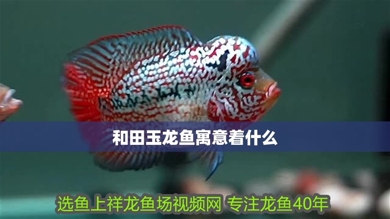 和田玉龍魚寓意著什么