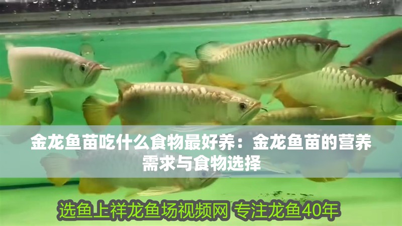 金龍魚苗吃什么食物最好養：金龍魚苗的營養需求與食物選擇