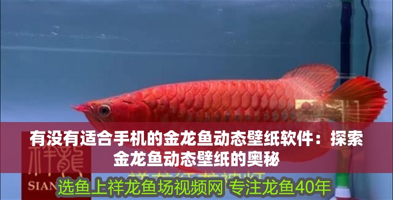 有沒有適合手機的金龍魚動態壁紙軟件：探索金龍魚動態壁紙的奧秘