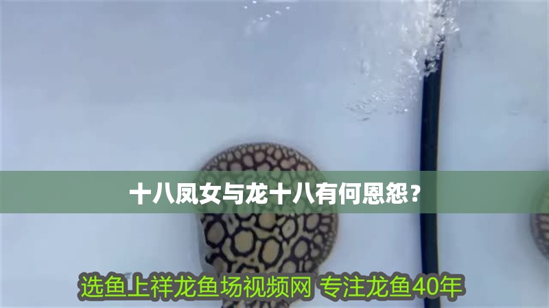 十八鳳女與龍十八有何恩怨？ 十八鳳女與龍十八有何恩怨？ 龍魚百科