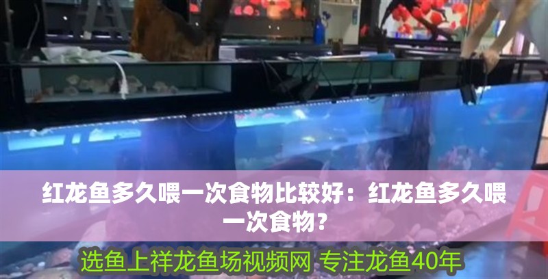 紅龍魚多久喂一次食物比較好：紅龍魚多久喂一次食物？