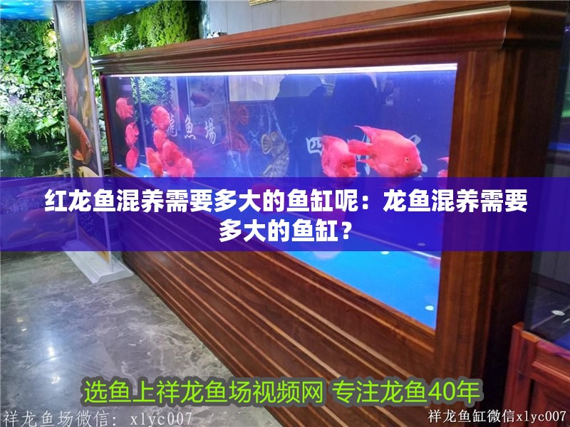 紅龍魚混養需要多大的魚缸呢：龍魚混養需要多大的魚缸？