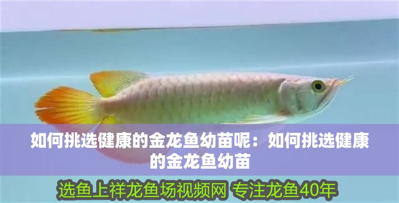如何挑選健康的金龍魚(yú)幼苗呢：如何挑選健康的金龍魚(yú)幼苗