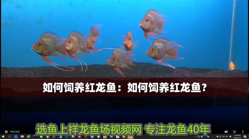 如何飼養紅龍魚：如何飼養紅龍魚？