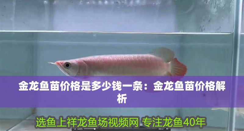金龍魚苗價格是多少錢一條：金龍魚苗價格解析