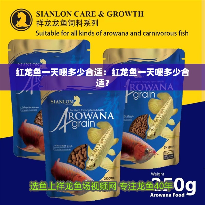 紅龍魚一天喂多少合適：紅龍魚一天喂多少合適？