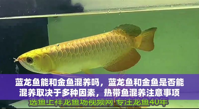 藍龍魚能和金魚混養嗎，藍龍魚和金魚是否能混養取決于多種因素，熱帶魚混養注意事項