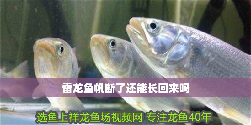雷龍魚帆斷了還能長回來嗎 雷龍魚帆斷了還能長回來嗎 龍魚百科