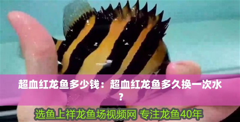 超血紅龍魚多少錢：超血紅龍魚多久換一次水？