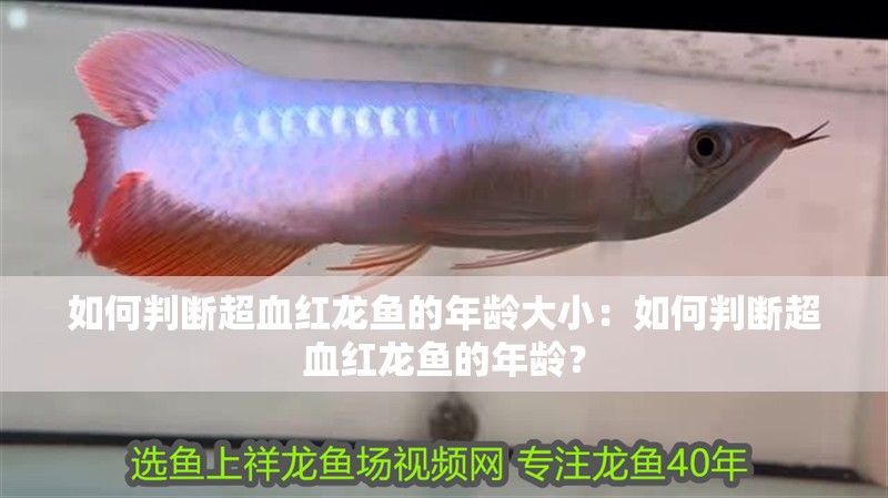 如何判斷超血紅龍魚的年齡大小：如何判斷超血紅龍魚的年齡？