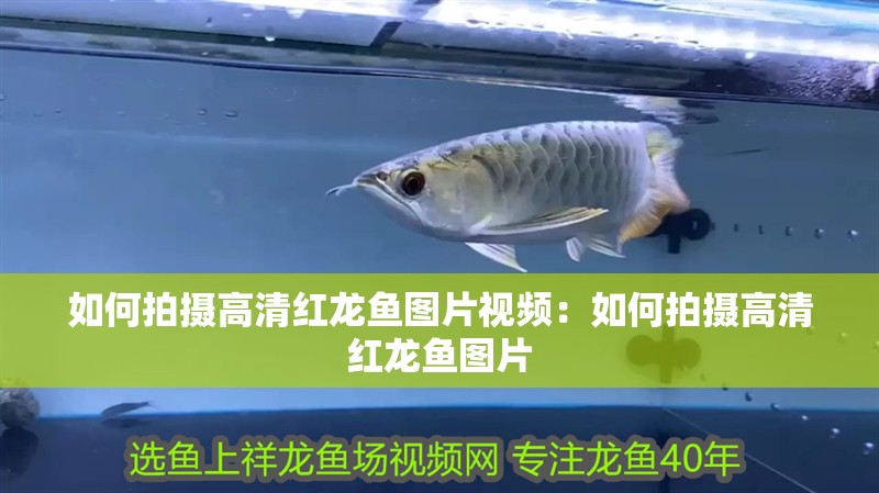 如何拍攝高清紅龍魚(yú)圖片視頻：如何拍攝高清紅龍魚(yú)圖片